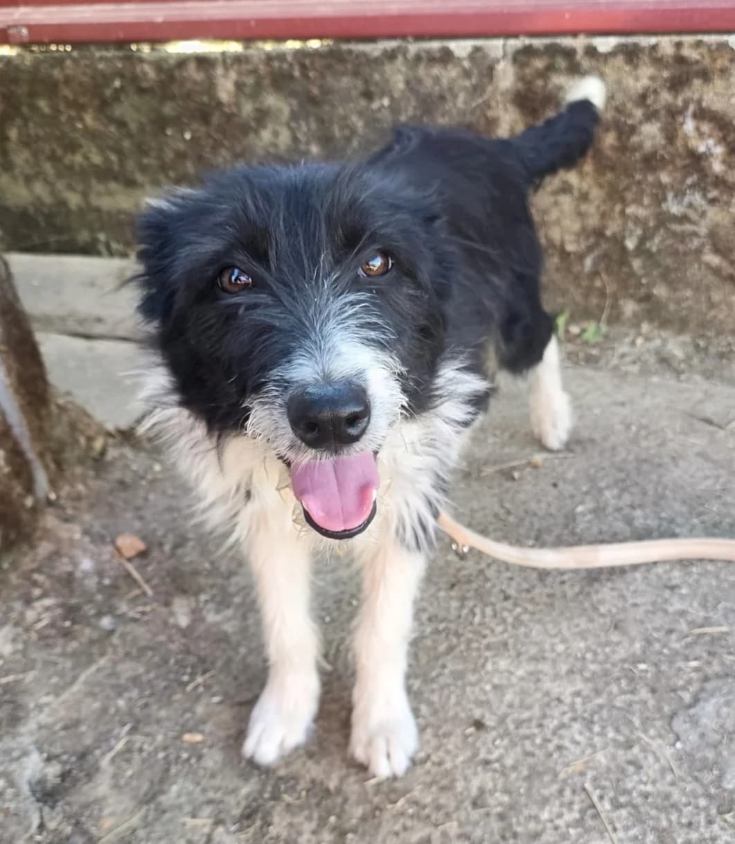Lolo, male puppy Mixed Breed for adoption at Asociación El Hocico