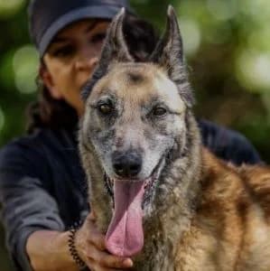 Maybelline en adopción Colmenar, female Belgian Malinois for adoption at FAPAM, Malaga