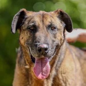 Jimbo en adopción Colmenar, male puppy Mixed Breed for adoption at FAPAM, Malaga