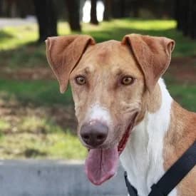 Pikachu en adopción Colmenar, male Mixed Breed for adoption at FAPAM, Malaga