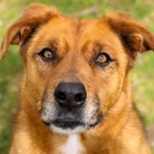 Burrita en adopción Colmenar, female Mixed Breed for adoption at FAPAM, Malaga