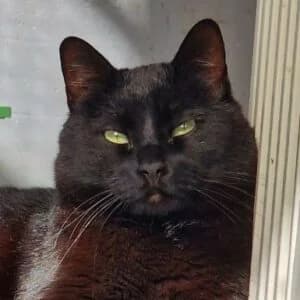 Damisela en adopción Colmenar, female puppy European Shorthair for adoption at FAPAM, Malaga