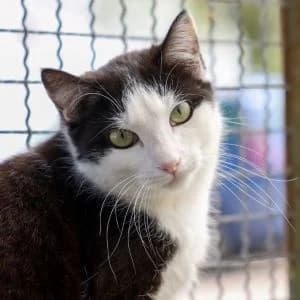 Danika en adopción Colmenar, European Shorthair (FAPAM)