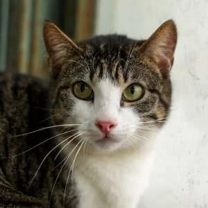 Bryce en adopción Colmenar, European Shorthair (FAPAM)