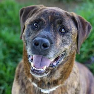 Vegeta en adopción Colmenar, male Mixed Breed for adoption at FAPAM, Malaga
