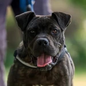 Mole RESERVADO, male Mixed Breed for adoption at FAPAM, Malaga