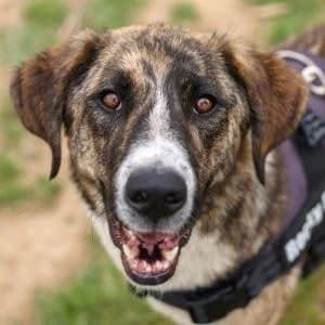 Buganvilla en adopción Colmenar, female Mixed Breed for adoption at FAPAM, Malaga