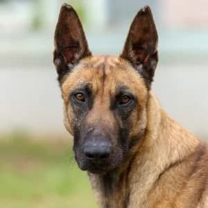 Paquito en adopción Colmenar, male Belgian Malinois for adoption at FAPAM, Malaga