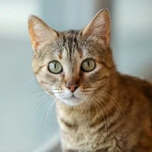Idara en adopción Colmenar, female European Shorthair for adoption at FAPAM, Malaga