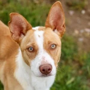 Yukan en adopción Colmenar, male Mixed Breed for adoption at FAPAM, Malaga