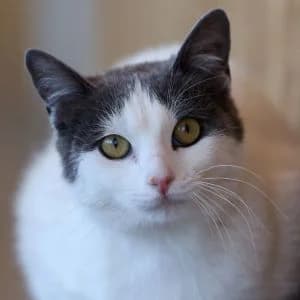 Rania en adopción Colmenar, female European Shorthair for adoption at FAPAM, Malaga