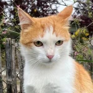 Matcha en adopción Colmenar, female European Shorthair for adoption at FAPAM, Malaga