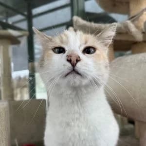 Lavinia en adopción Colmenar, female European Shorthair for adoption at FAPAM, Malaga