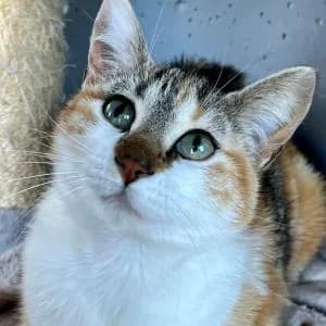 Aniska en adopción Colmenar, female puppy European Shorthair for adoption at FAPAM, Malaga