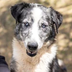 Amigo en adopción Colmenar, male mixed breed for adoption at FAPAM, Malaga