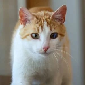 Cafecito en adopción Colmenar, male European Shorthair for adoption at FAPAM, Malaga
