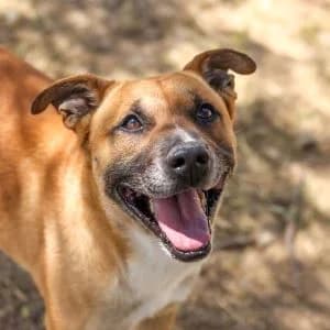 Frost en adopción Colmenar, male Mixed Breed for adoption at FAPAM, Malaga