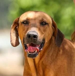 Luna en adopción Colmenar, female Mixed Breed for adoption at FAPAM, Malaga