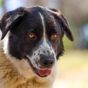 Coco en adopción Colmenar, female Mixed Breed for adoption at FAPAM, Malaga