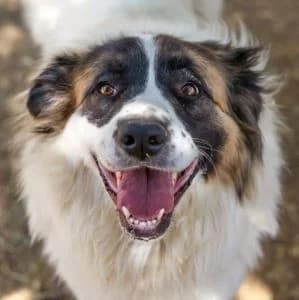 Zowe en adopción Colmenar, female Mixed Breed for adoption at FAPAM, Malaga