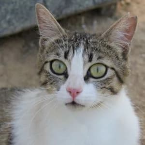 Lissa en adopción Colmenar, female European Shorthair for adoption at FAPAM, Malaga