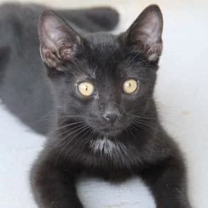 Shelby RESERVADO, male European Shorthair for adoption at FAPAM, Malaga