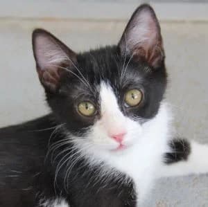 Hadita en adopción Colmenar, female European Shorthair for adoption at FAPAM, Malaga