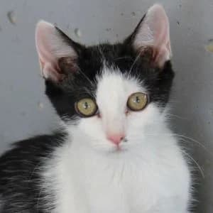 Sirenita en adopción Colmenar, female European Shorthair for adoption at FAPAM, Malaga