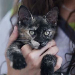 Kaela en adopción Colmenar, female puppy European Shorthair for adoption at FAPAM, Malaga