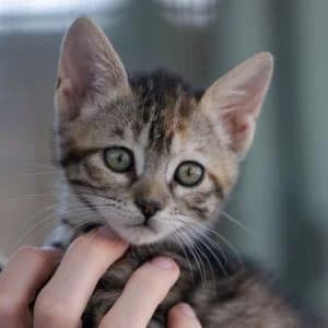 Turqueta en adopción Colmenar, female puppy European Shorthair for adoption at FAPAM, Malaga