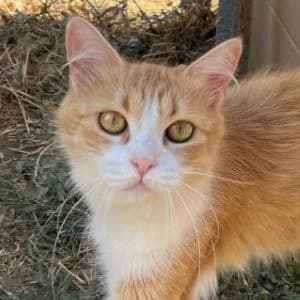 Tacha en adopción Colmenar, European Shorthair (FAPAM)