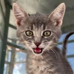 Cheeto RESERVADO, male puppy European Shorthair for adoption at FAPAM, Malaga