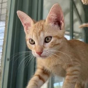 Fen en adopción Colmenar, male European Shorthair for adoption at FAPAM, Malaga