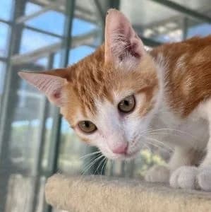 Darya RESERVADA, European Shorthair (FAPAM)