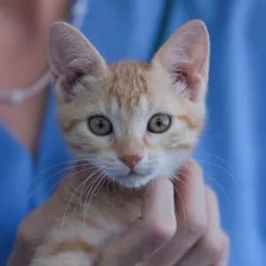 Soren en adopción Colmenar, European Shorthair (FAPAM)