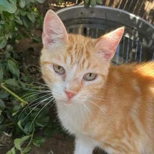 Elaria en adopción Colmenar, female puppy European Shorthair for adoption at FAPAM, Malaga