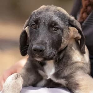 Bunny en adopción Colmenar, male puppy Spanish Mastiff for adoption at FAPAM, Malaga