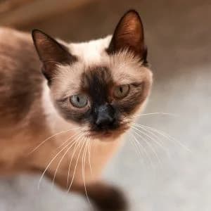 Aldeana en adopción Colmenar, female puppy Siamese for adoption at FAPAM, Malaga