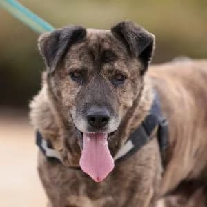 Pelayo en adopción Colmenar, male Mixed Breed for adoption at FAPAM, Malaga