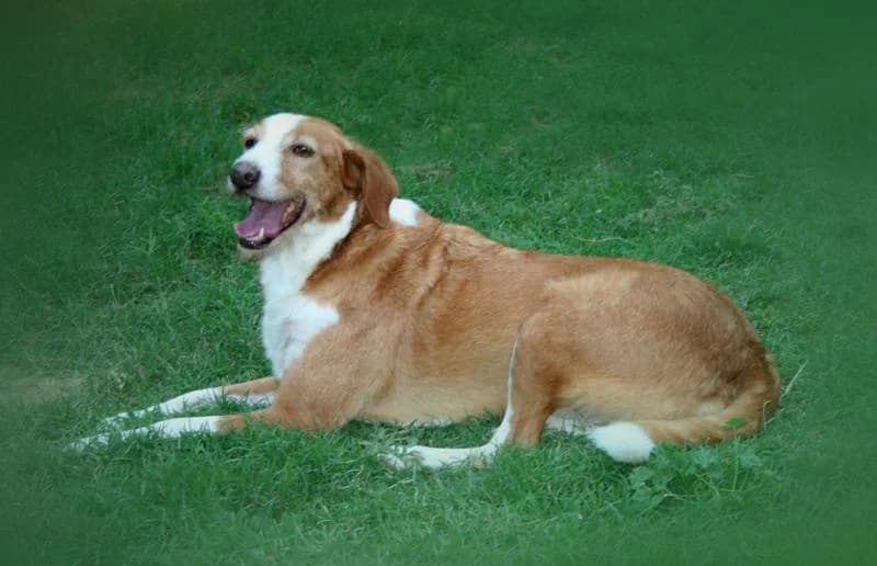 Carlota,  puppy Mixed Breed for adoption at Fauna y Flora SOS, Valencia