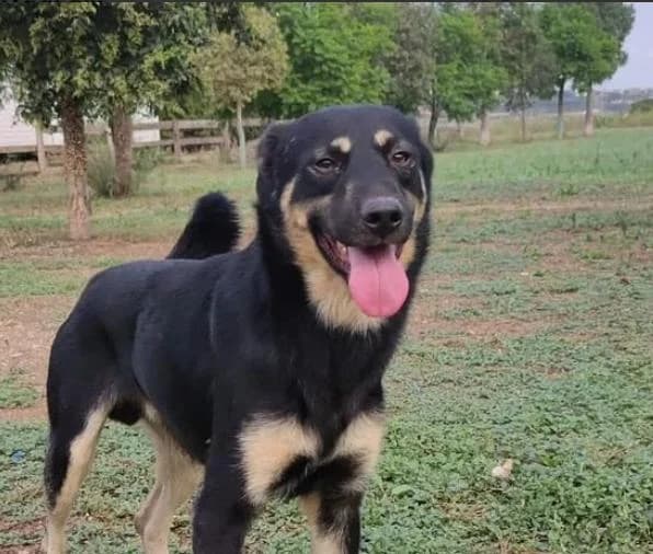 Dai, male 3yo Mixed Breed for adoption at Fauna y Flora SOS, Valencia