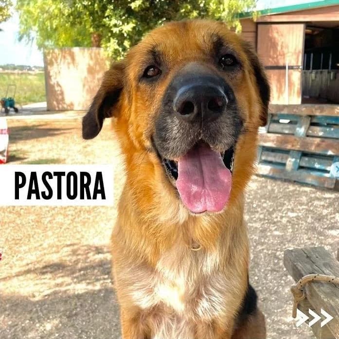 Pastora,  6yo Mixed Breed for adoption at Fauna y Flora SOS, Valencia