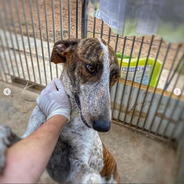 Salma,  young Mixed Breed for adoption at Fauna y Flora SOS, Valencia