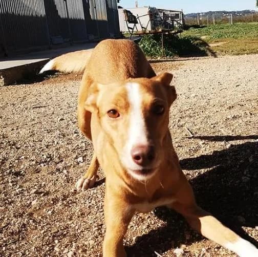 Sky, female 6yo Mixed Breed for adoption at Fauna y Flora SOS, Valencia