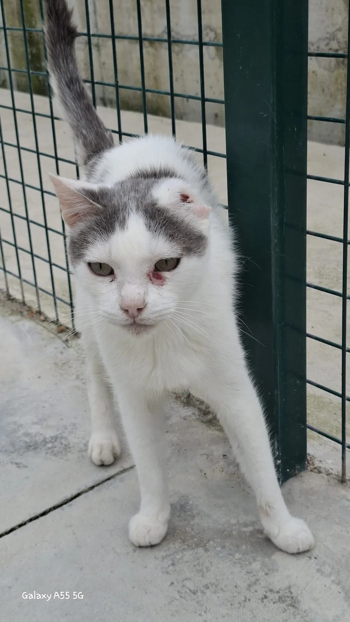 arraultza,  Mixed Breed for adoption at Felinos Bilbao