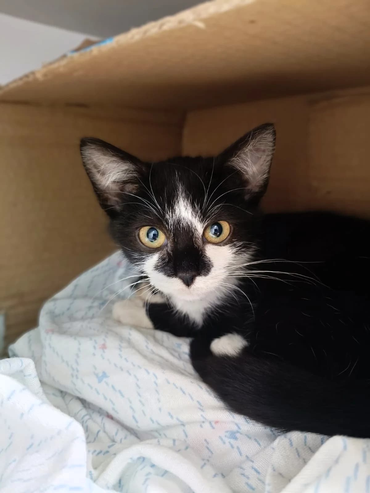 clara-2,  Mixed Breed for adoption at Felinos Bilbao