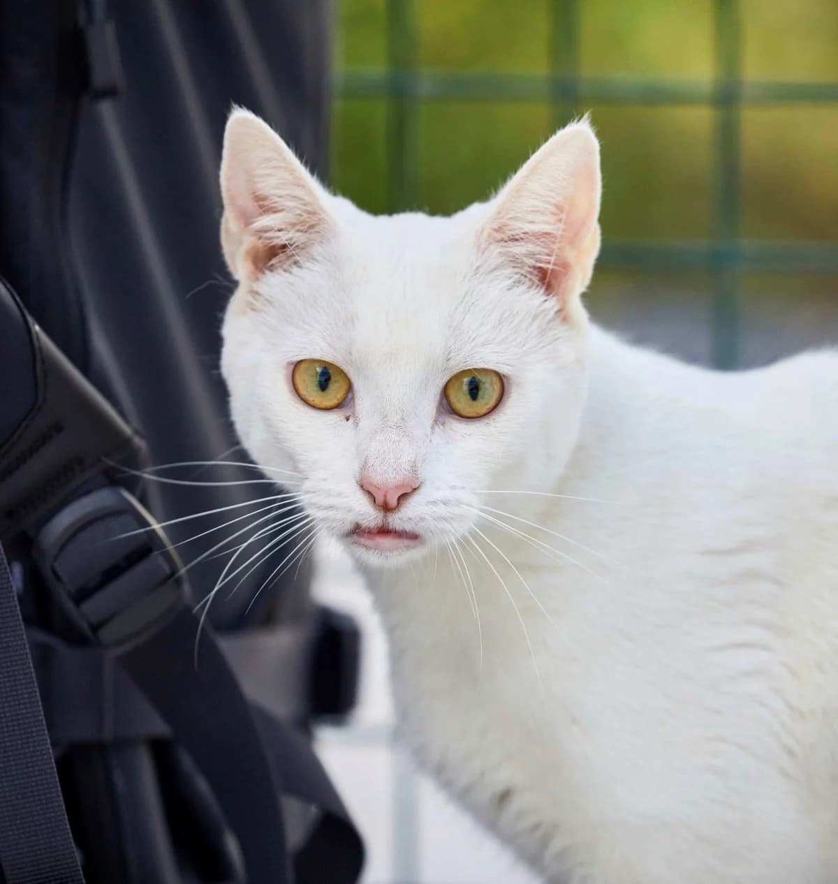 coral,  Mixed Breed for adoption at Felinos Bilbao