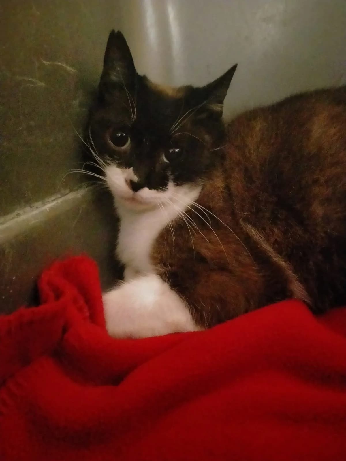 juliette,  Mixed Breed for adoption at Felinos Bilbao