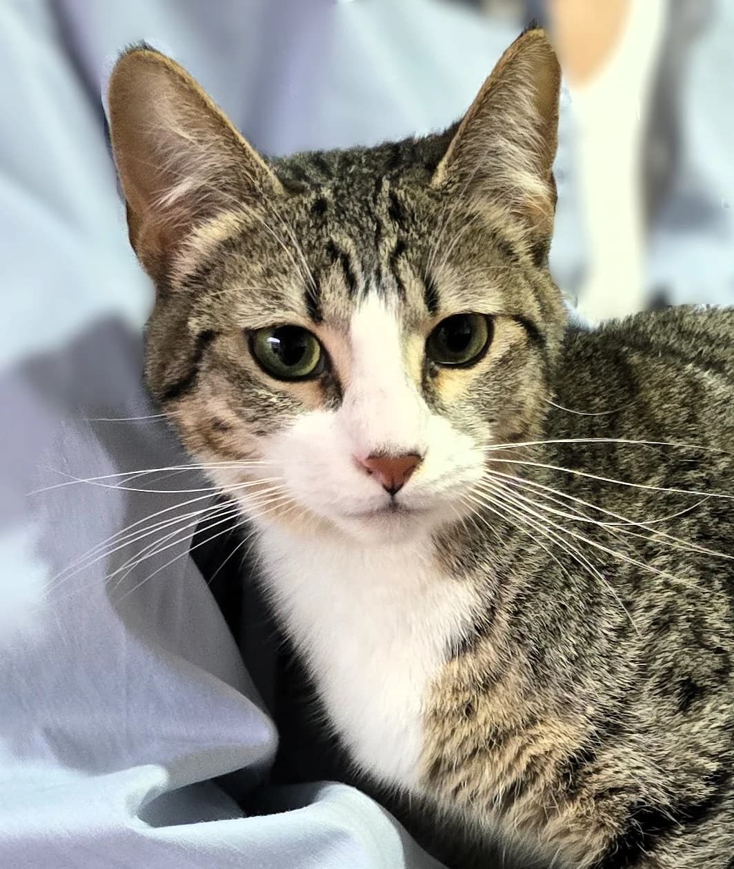 kaia,  Mixed Breed for adoption at Felinos Bilbao