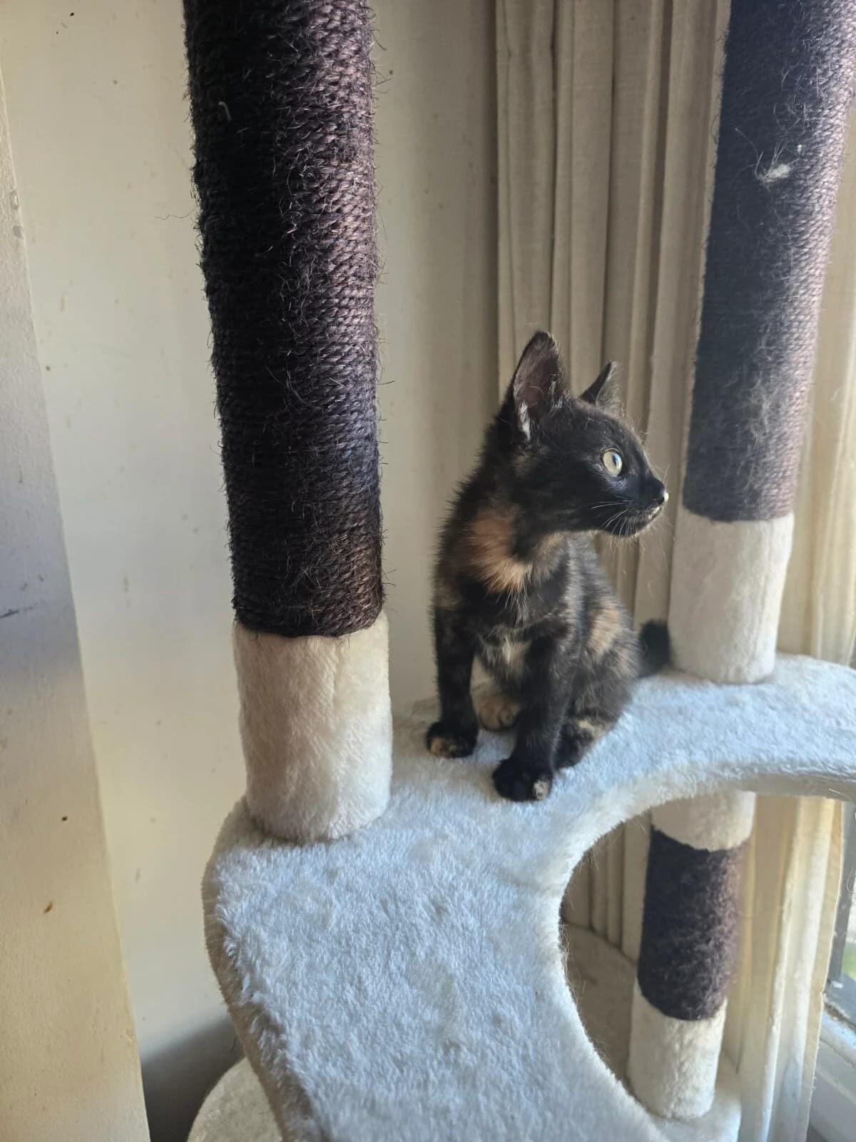 karol,  Mixed Breed for adoption at Felinos Bilbao